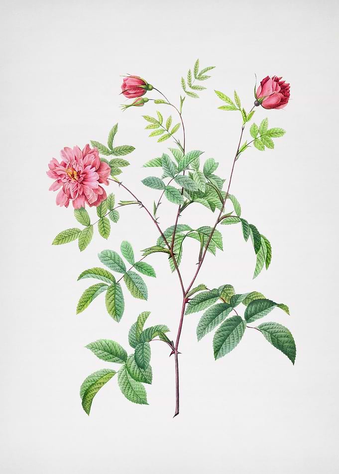 Vintage Cinnamon Rose