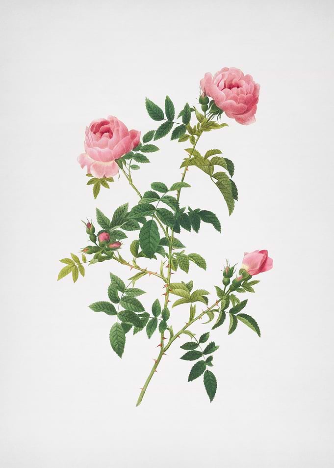 Pink French Roses