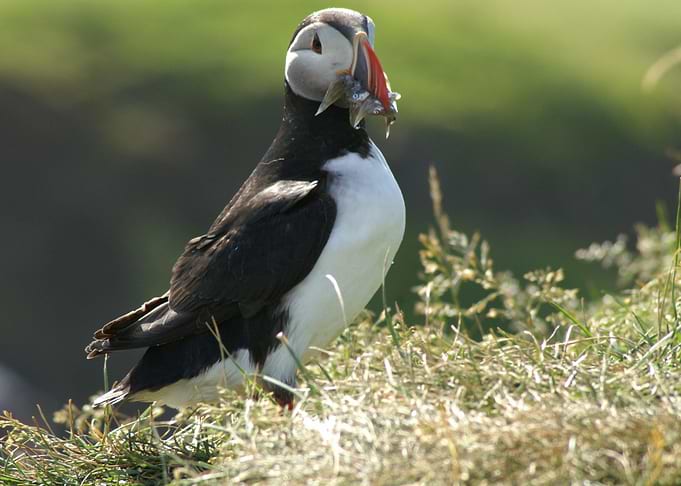 Puffin gone fishing
