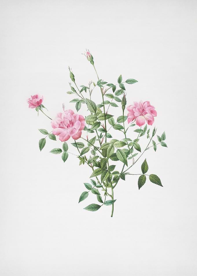 Vintage Dwarf Rosebush