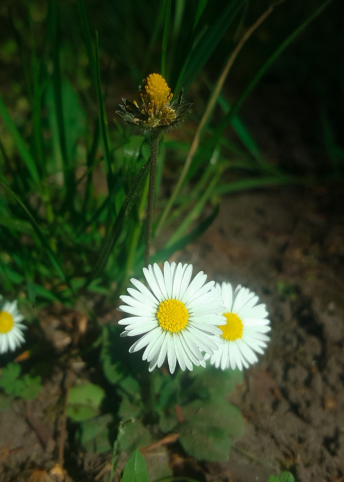 Daisy