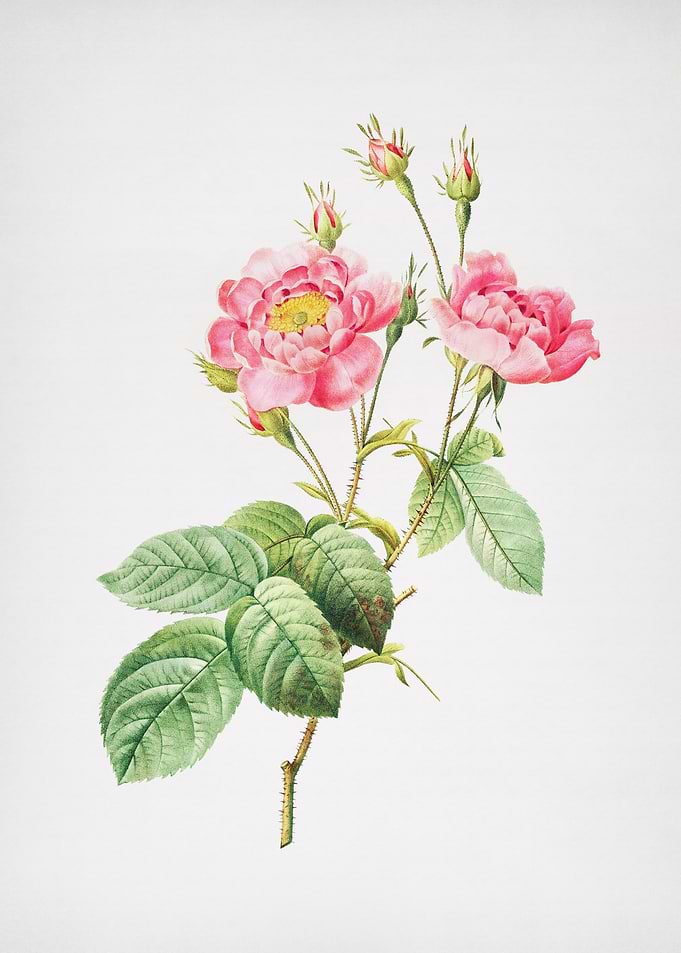 Vintage Pink Rose