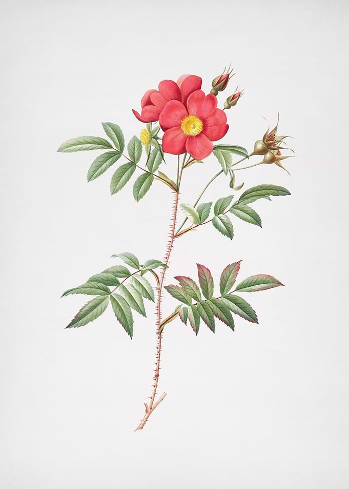 Vintage Red Rose