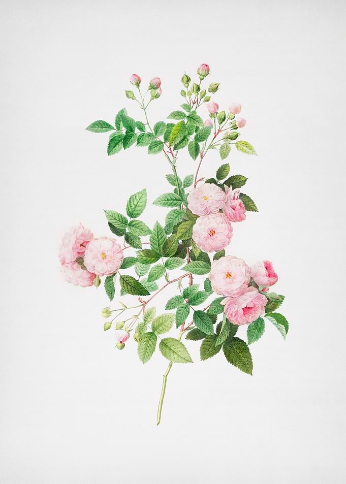 Pink Baby Roses