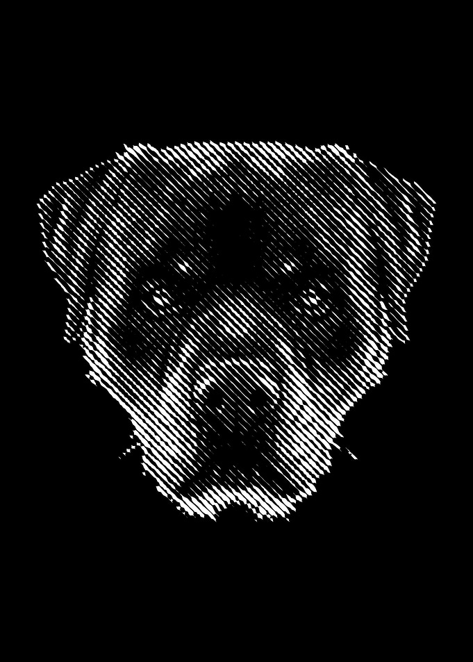 Pitbull