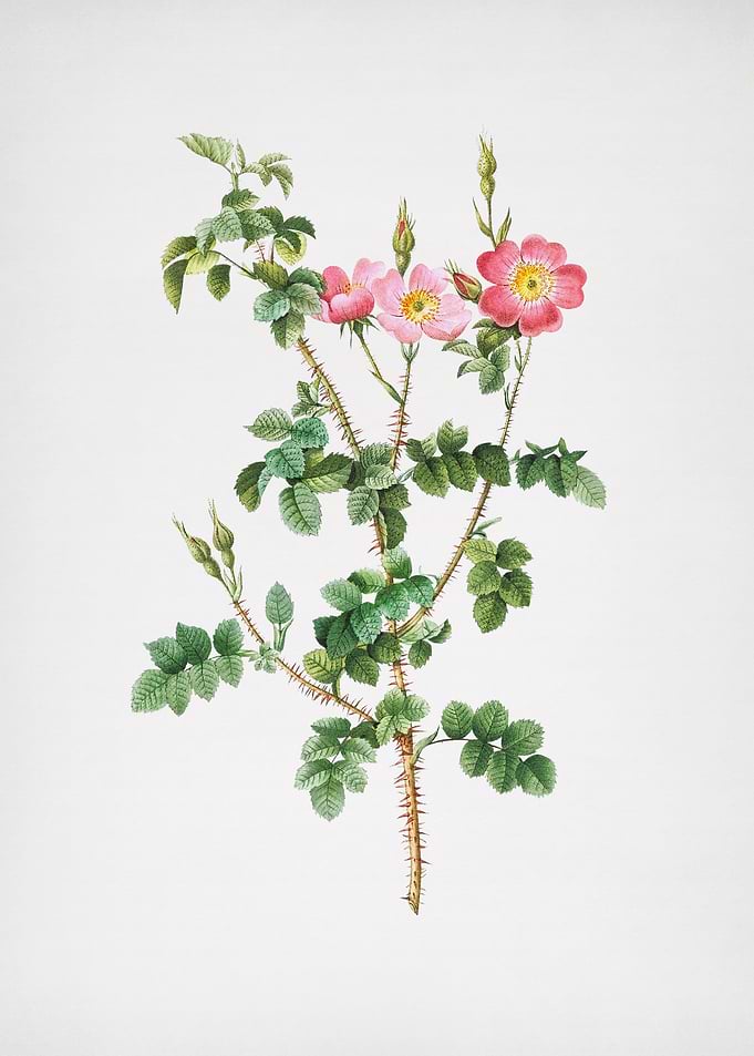 Prickly Sweetbriar Roses