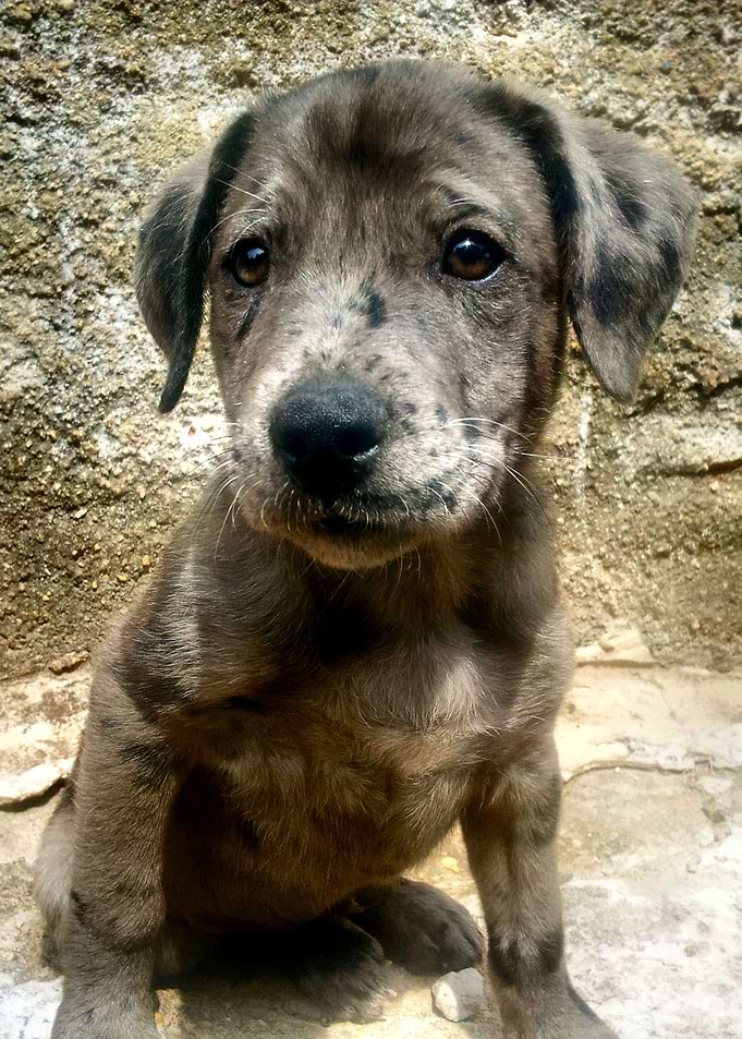 Bucky The Cute Puppy