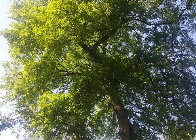 Tree at sunshine