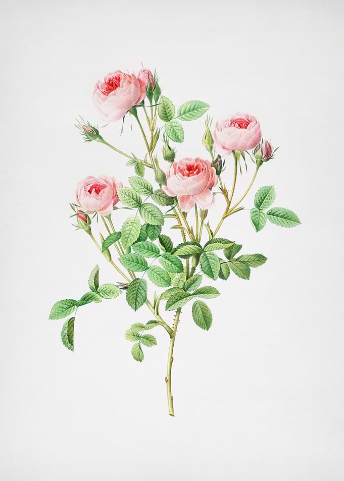 Blooming Pink Rosebush