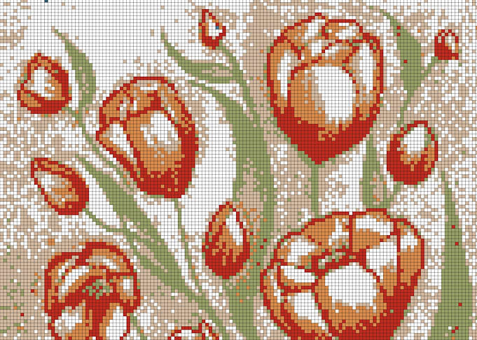 Alaska Tulips