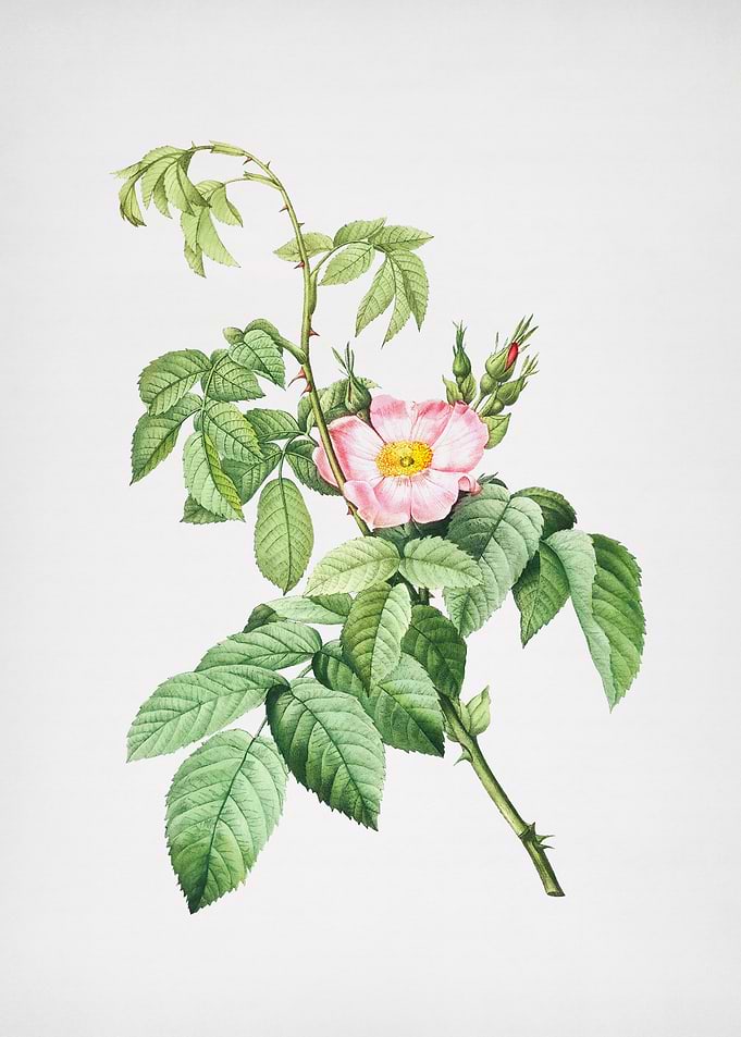 Pink Apple Rose