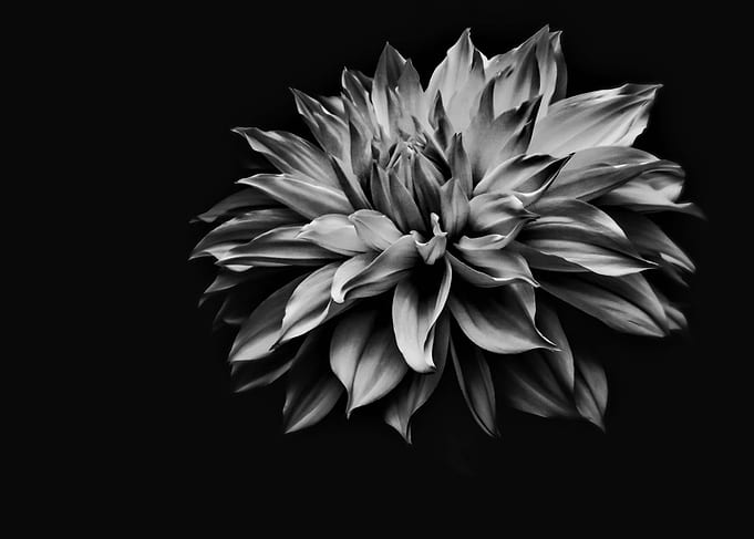 White Flower In Dark