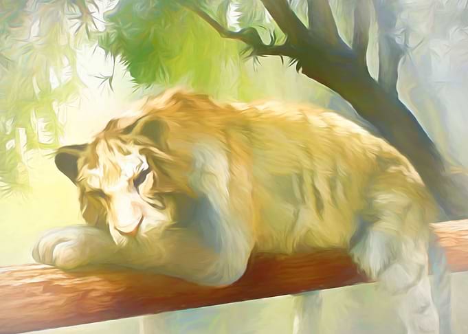 Chilling Tiger