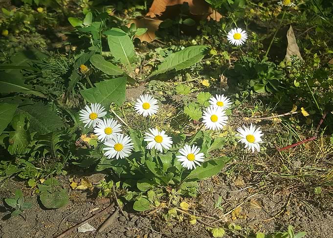 Daisy