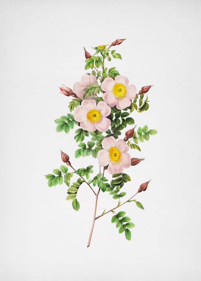 Thornless Burnet Rose