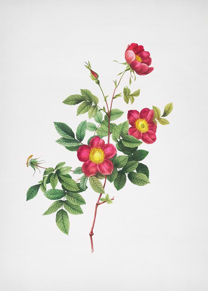 Blooming Alpine Rose
