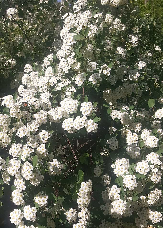 Flowers at spring