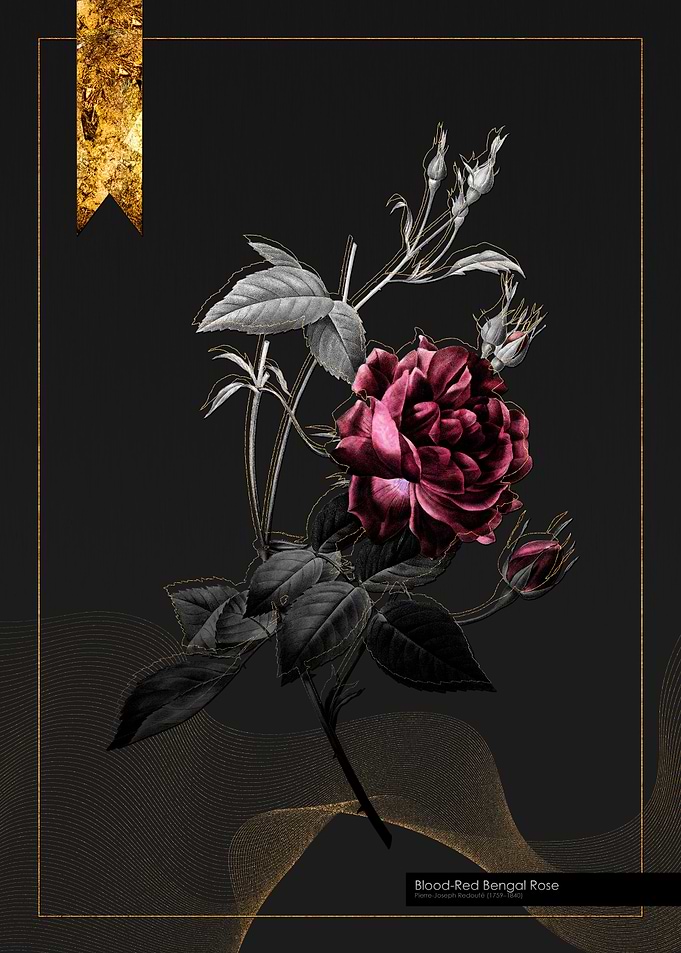 Blood Red Bengal Rose