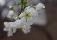 blossom