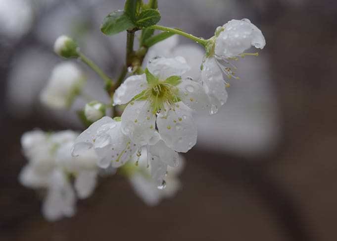 blossom
