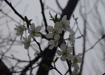 Dewdrops