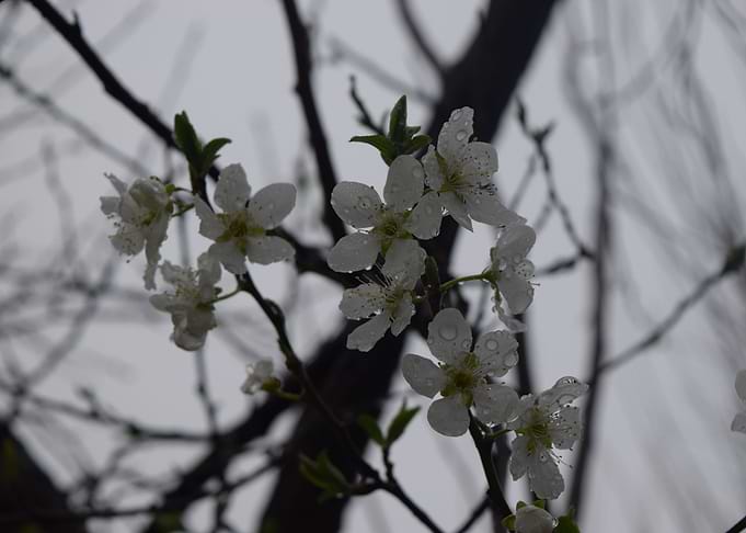 Dewdrops