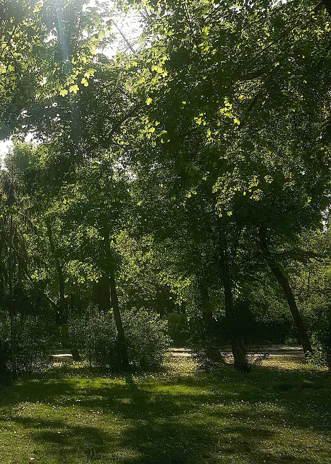 Sunny forest