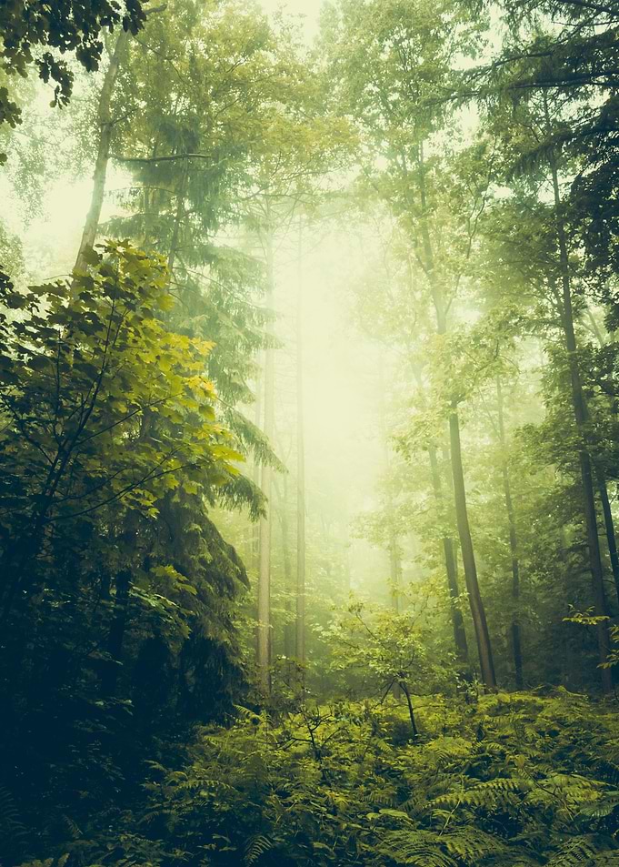 Dreamy Summer Forest