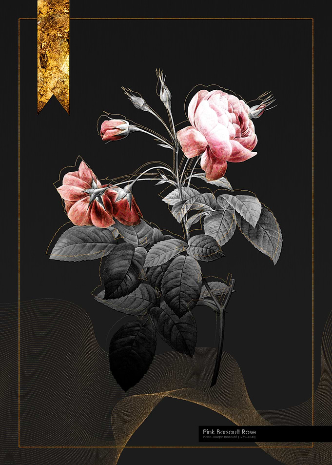 Pink Borsault Rose
