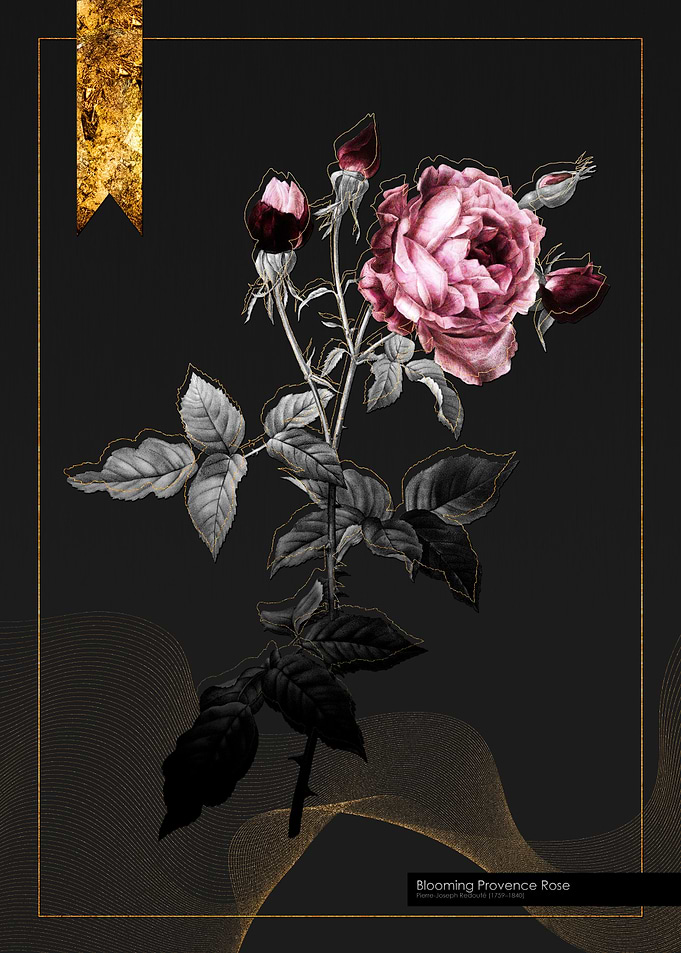 Blooming Provence Rose