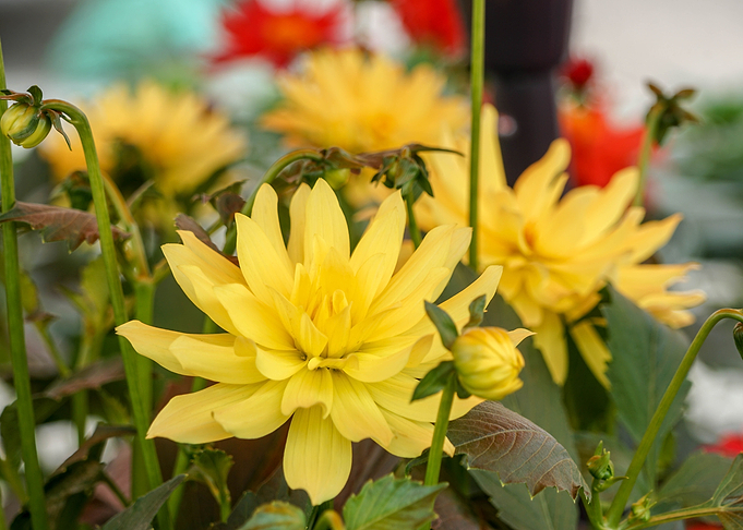 Yellow Surprise