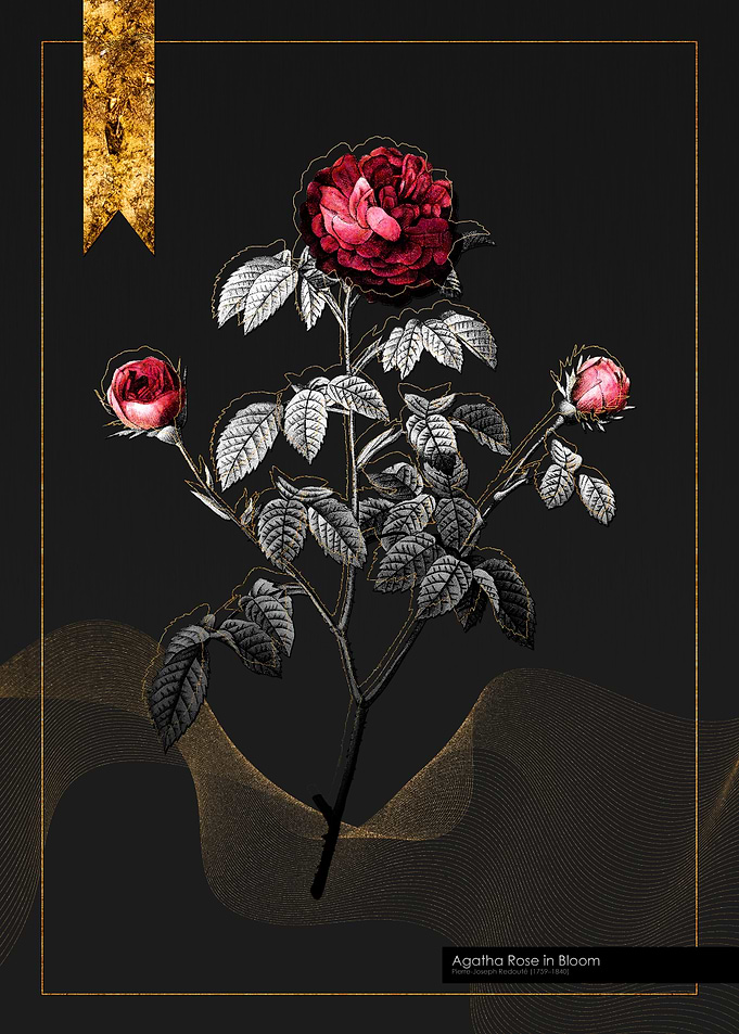 Agatha Rose in Bloom