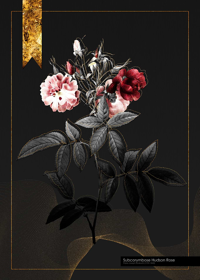 Subcorymbose Hudson Rose
