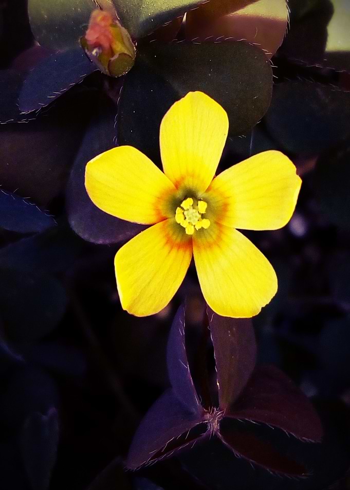 Oxalis corniculata