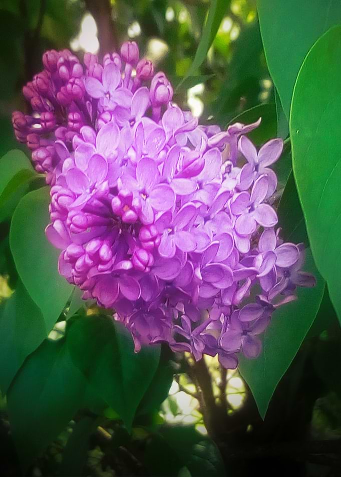 Syringa vulgaris