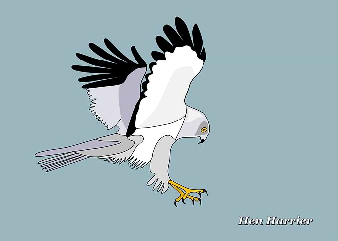 Hen Harrier