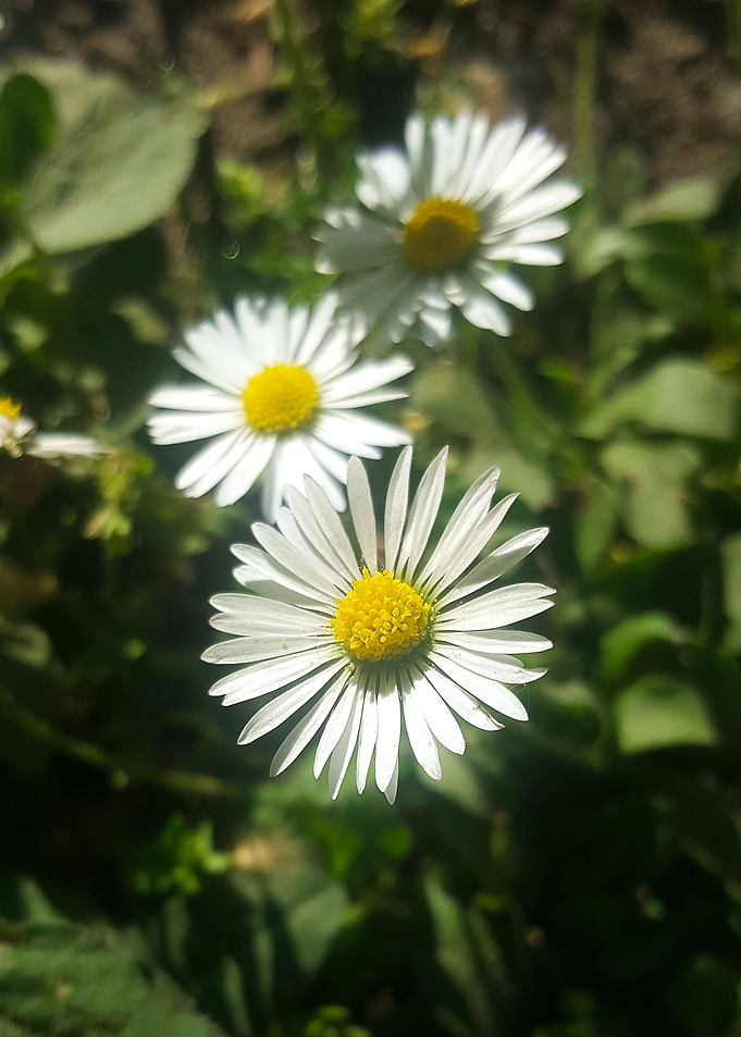 Daisy