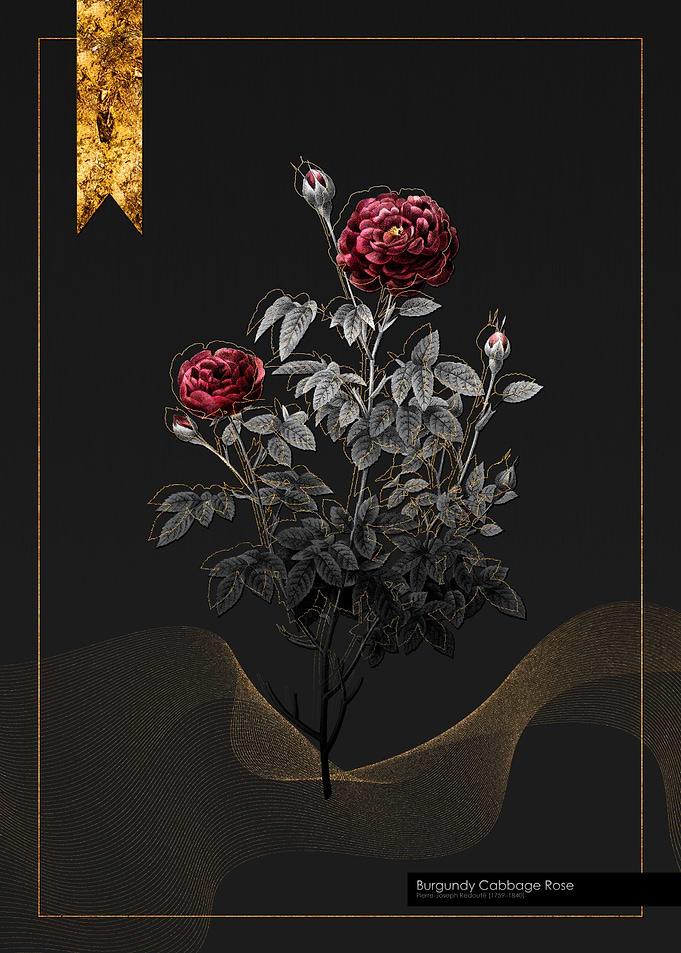 Burgundy Cabbage Rose