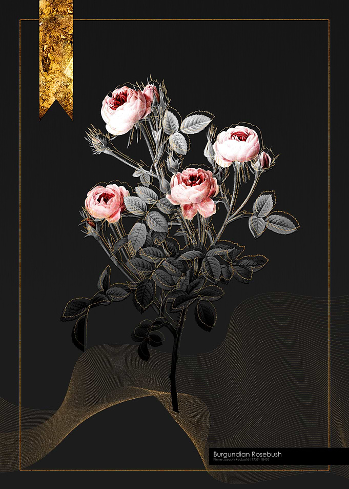 Burgundian Rosebush