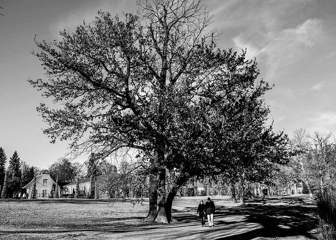 Das Paar unter dem Baum