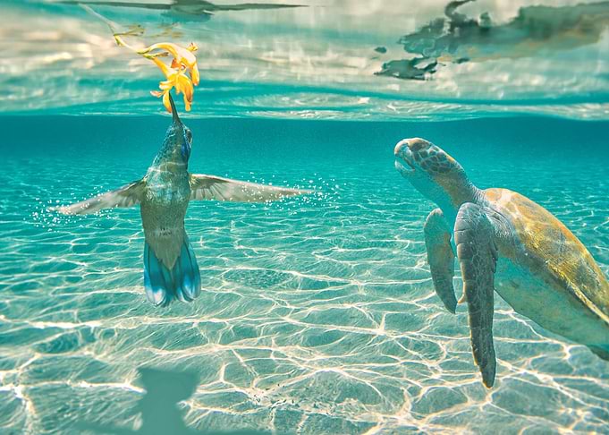 Underwater Life