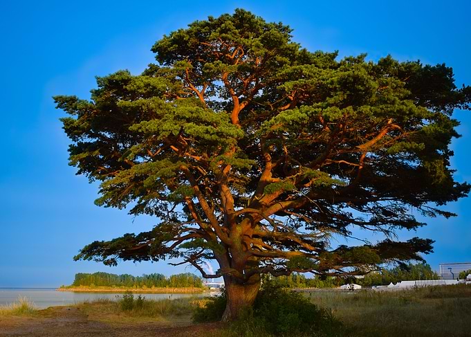Tree