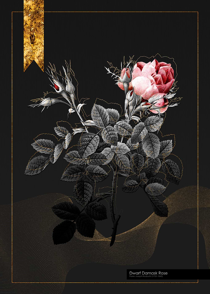 Dwarf Damask Rose