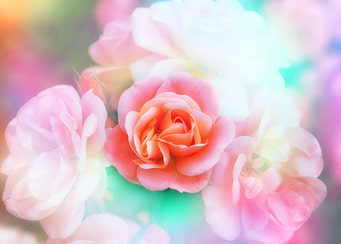 Pink rose with texture