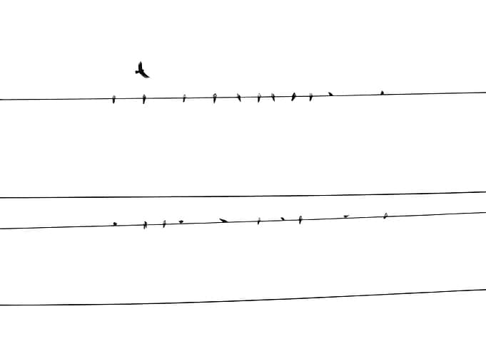 Birds on a Wire