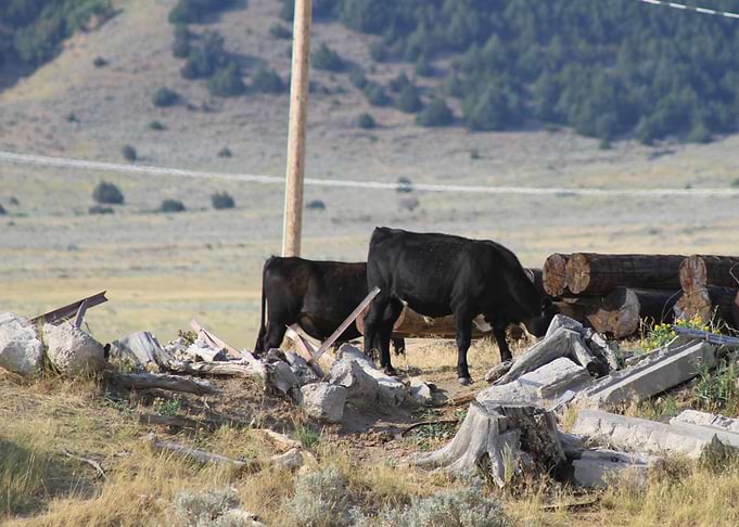 Cows in nature