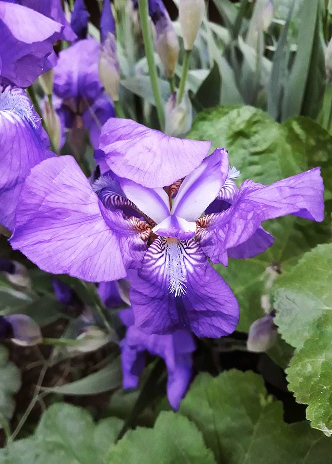 Iris flower