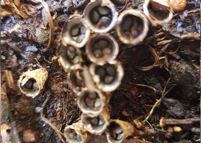 Cone Fungus Top