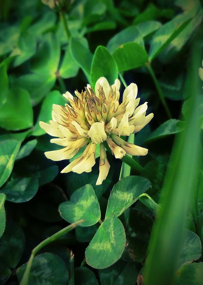 Trifolium repens