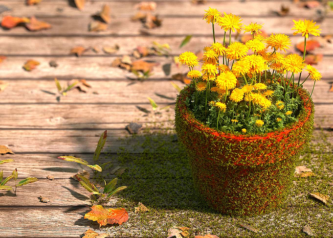 wild flower